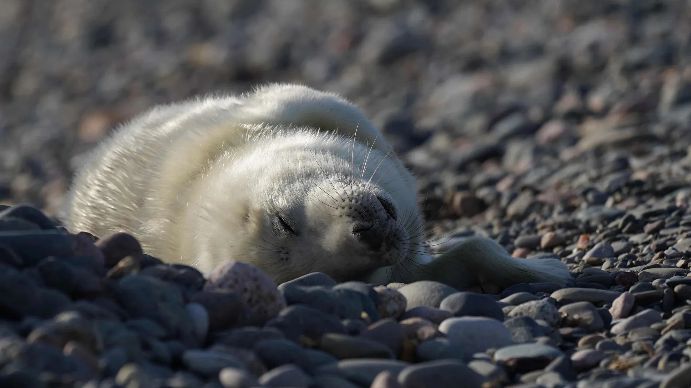 Highest number of seal pups born as breeding season comes to a close