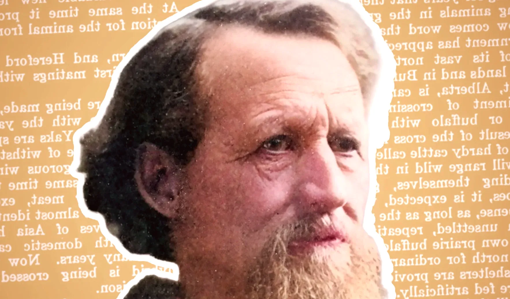 The unusual Wild West story of the first cow-buffalo mix