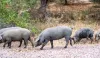 UK eases pork restrictions on Spain due to African swine fever