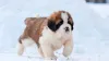 Saint Bernard Puppy Experiences Snow for the First Time and Goes Wild