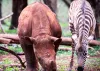 Orphaned Rhino Calf and Baby Zebra Bond Over Shared Traumas
