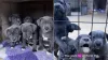 Staffy Puppies Spark Controversy Due to Rainy Weather