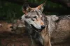 Wolves attack in India result in deaths of 9 people, mostly children