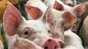 Sports village plan must address odors from pig farm