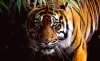 Endangered Sumatran Tigers' Selfies Reveal Strong Population