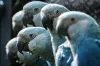 Brazilian police investigate the situation of a nearly extinct blue parrot