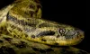 Living Large: Massive Anacondas Exploded 12 Million Years Ago
