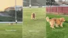 Funny Video Shows Gold Retriever's Love for His Lost Ball Outweighing Owner's