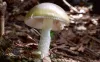 California officials issue warning against foraging wild mushrooms following deadly poisoning outbreak