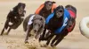 Politicians criticize law banning greyhound racing