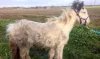 RSPCA issues warning after pony left abandoned on public footpath