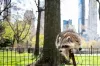 Urban environment is influencing raccoons' behavior, potentially leading to domestication