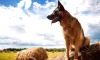 German Shepherd Lands a New Role on the Farm, and He's Eager to Assist