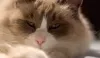 Floppy Ragdoll Cat's Adorable Fluff Perfection in 'Unconscious Throw Pillow' Pose