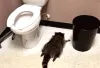 Raccoon causes chaos in Virginia liquor store before passing out in bathroom