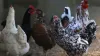 Confirmation of bird flu in backyard poultry flock