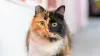 Calico Cat Sings Everyone's Favorite Christmas Song Like Mariah Carey