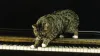 Labrador Retriever and Cat Showcase Impressive Piano Skills Together