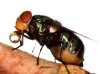 Do flies actually regurgitate on your food when they land on it?