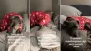 Video: Pit Bull Corrects His Bed After Parents Mess It Up