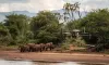 Elephants' Acceptance of Drones Could Help Conservation Efforts
