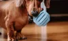Dachshund's Expectation for Parent to Retrieve His Ball Is Highly Relatable