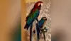 Appeal for help finding stolen 'beloved' pet parrots