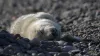 Highest number of seal pups born as breeding season comes to a close
