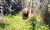 Grizzly bear runs past trail camera, showing huge claws