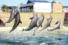 Italy to establish Europe's inaugural marine sanctuary dedicated to dolphins